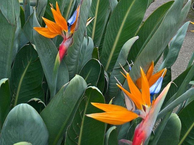 La strelitzia blanche